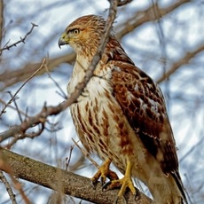 *